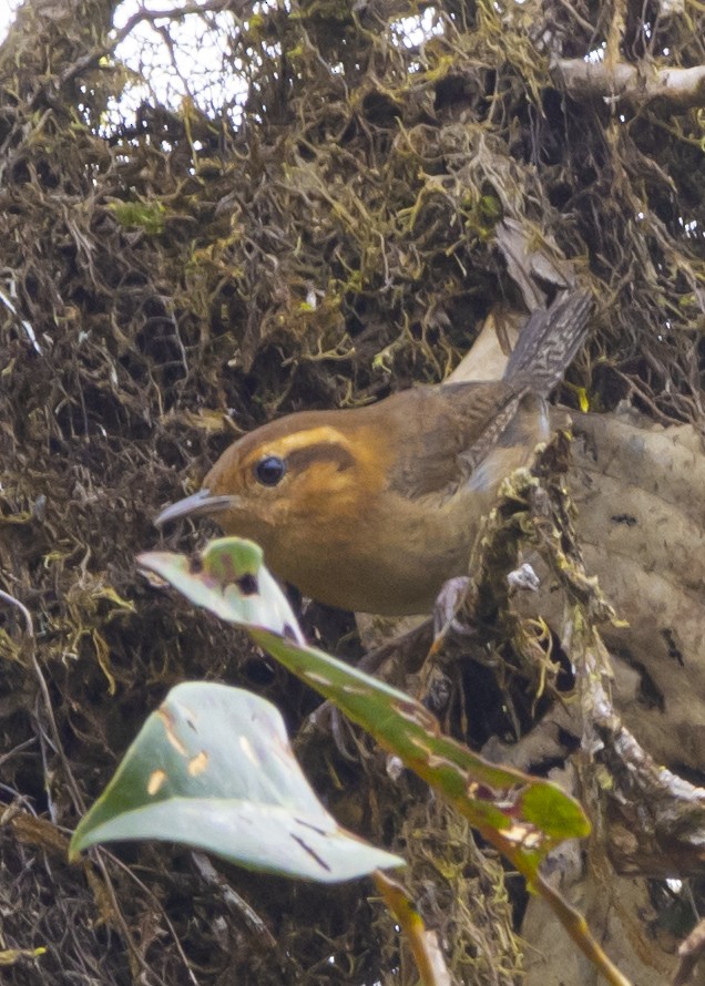 Mountain Wren - ML548306411