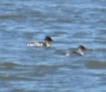 Red-breasted Merganser - ML548306541