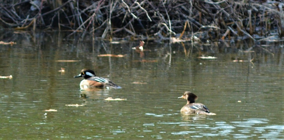 Hooded Merganser - ML548307611