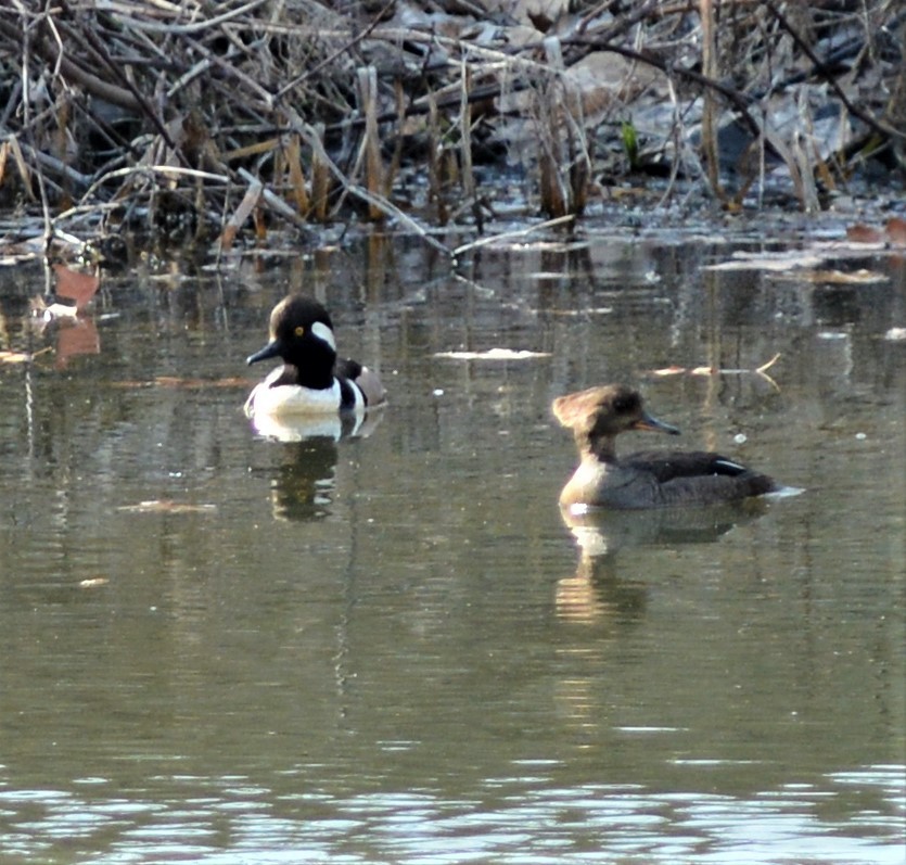 Hooded Merganser - ML548307761