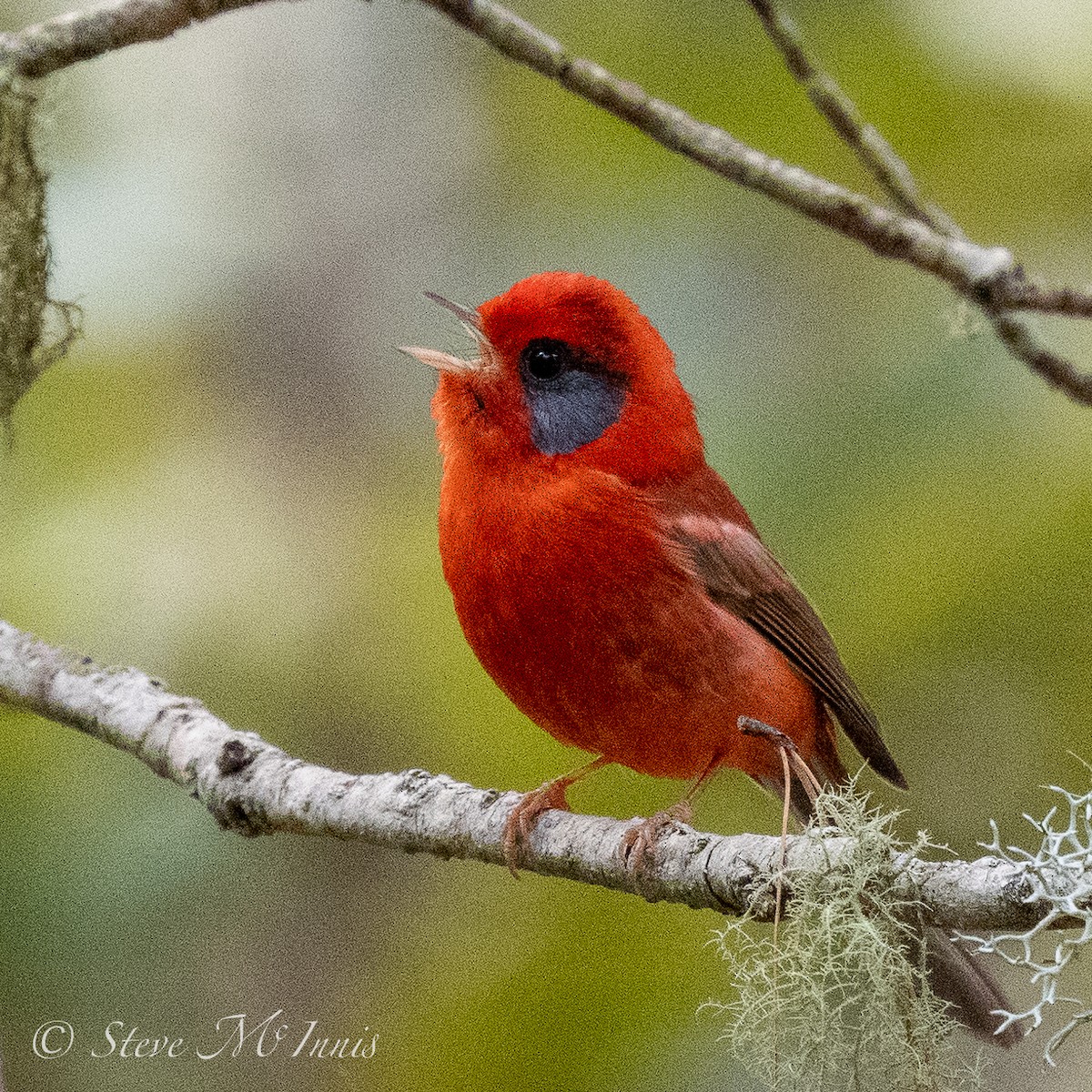 Red Warbler (Gray-cheeked) - Steve McInnis