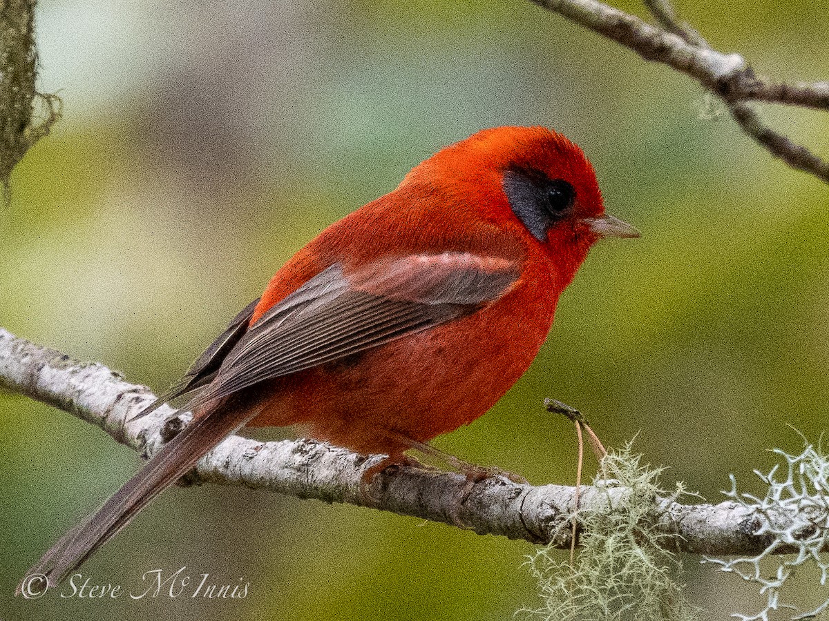 Red Warbler (Gray-cheeked) - Steve McInnis