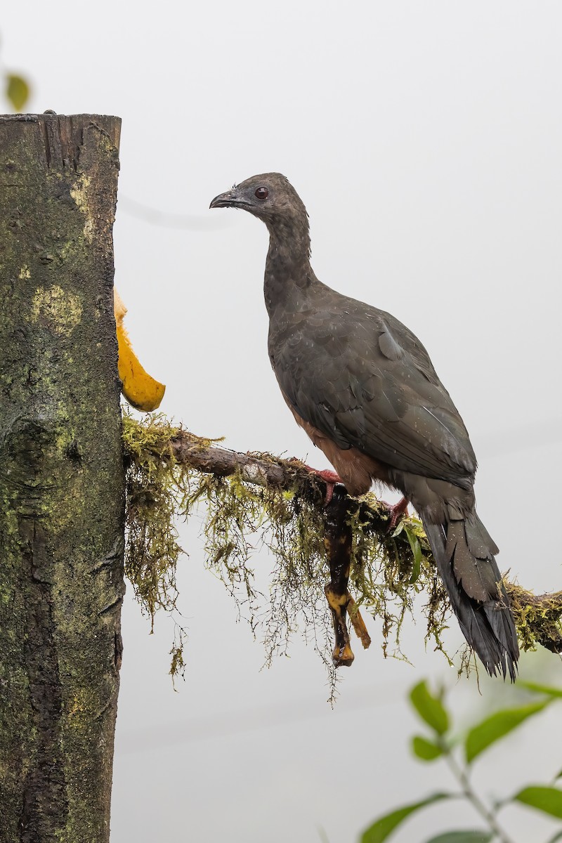 Sickle-winged Guan - ML548309731