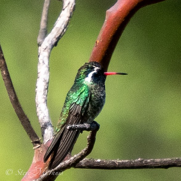 White-eared Hummingbird - ML548309741