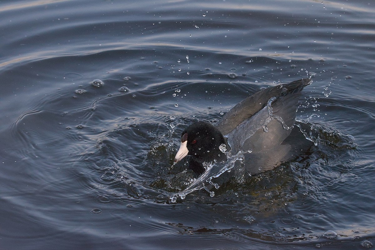 American Coot - Juan Pablo Fonseca Amaro