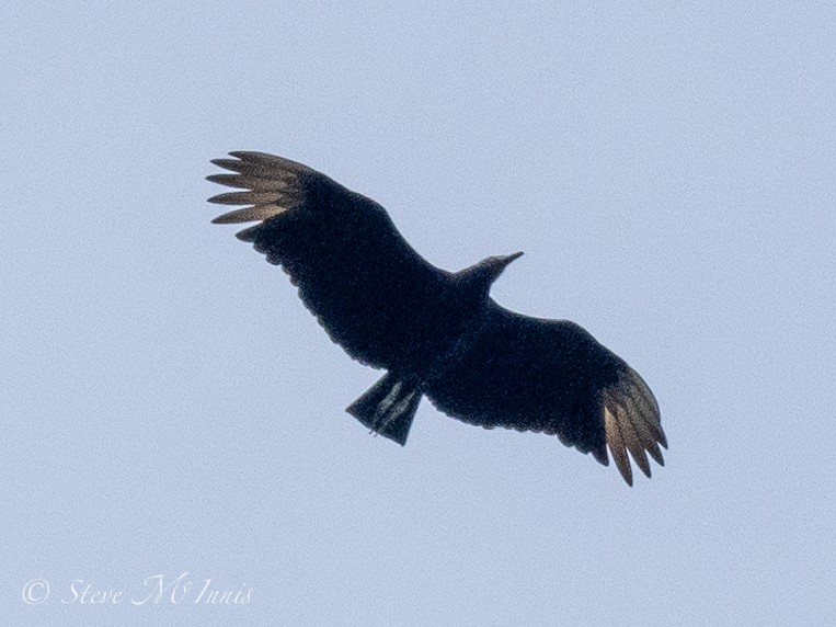 Black Vulture - ML548309941