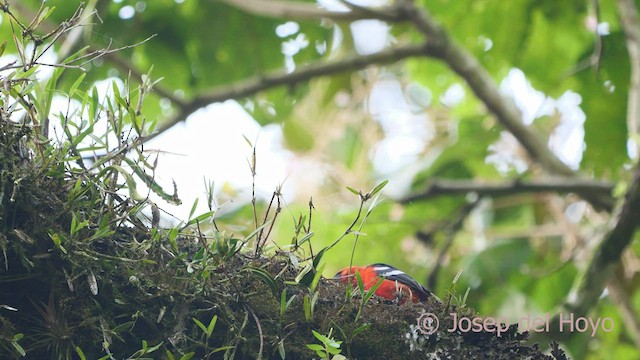 White-winged Tanager - ML548311701