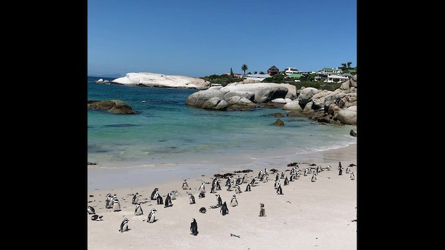 Pingüino de El Cabo - ML548313271