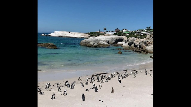 African Penguin - ML548313271