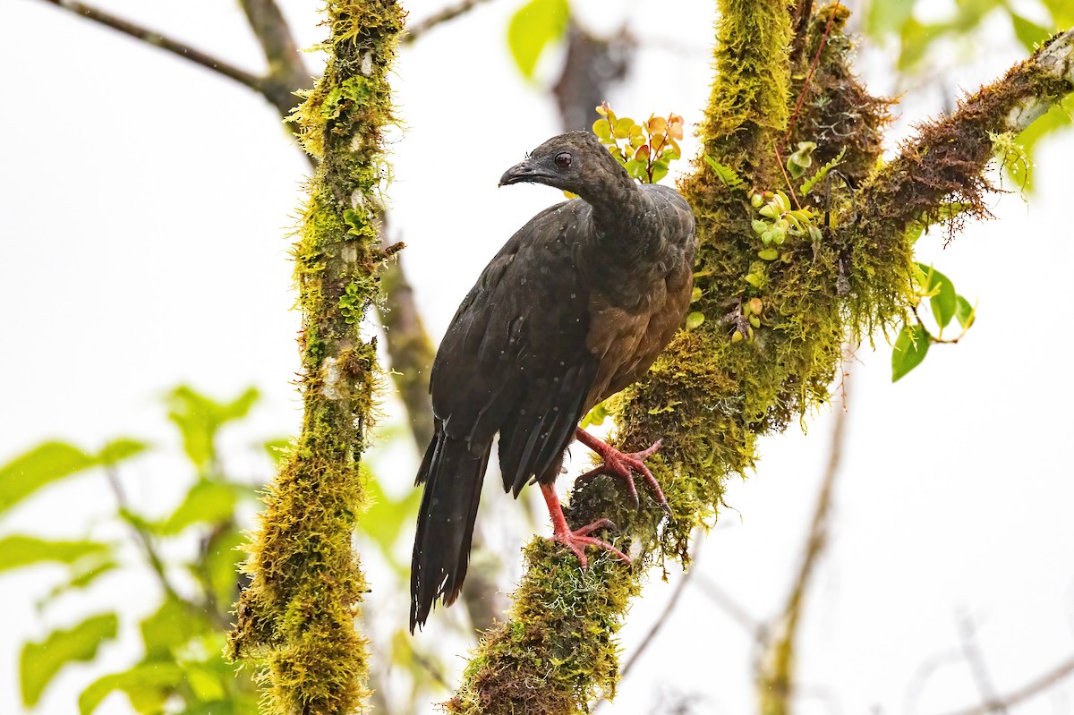 Sickle-winged Guan - ML548313801