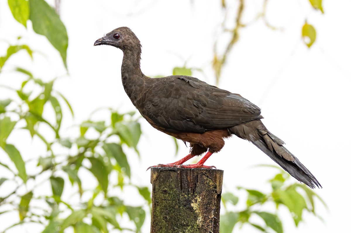 Sickle-winged Guan - ML548313961