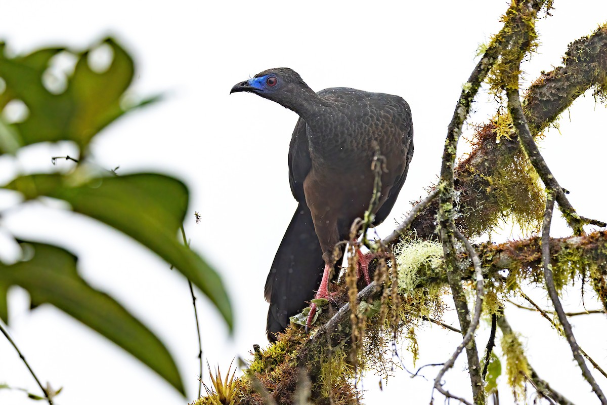 Sickle-winged Guan - ML548315461