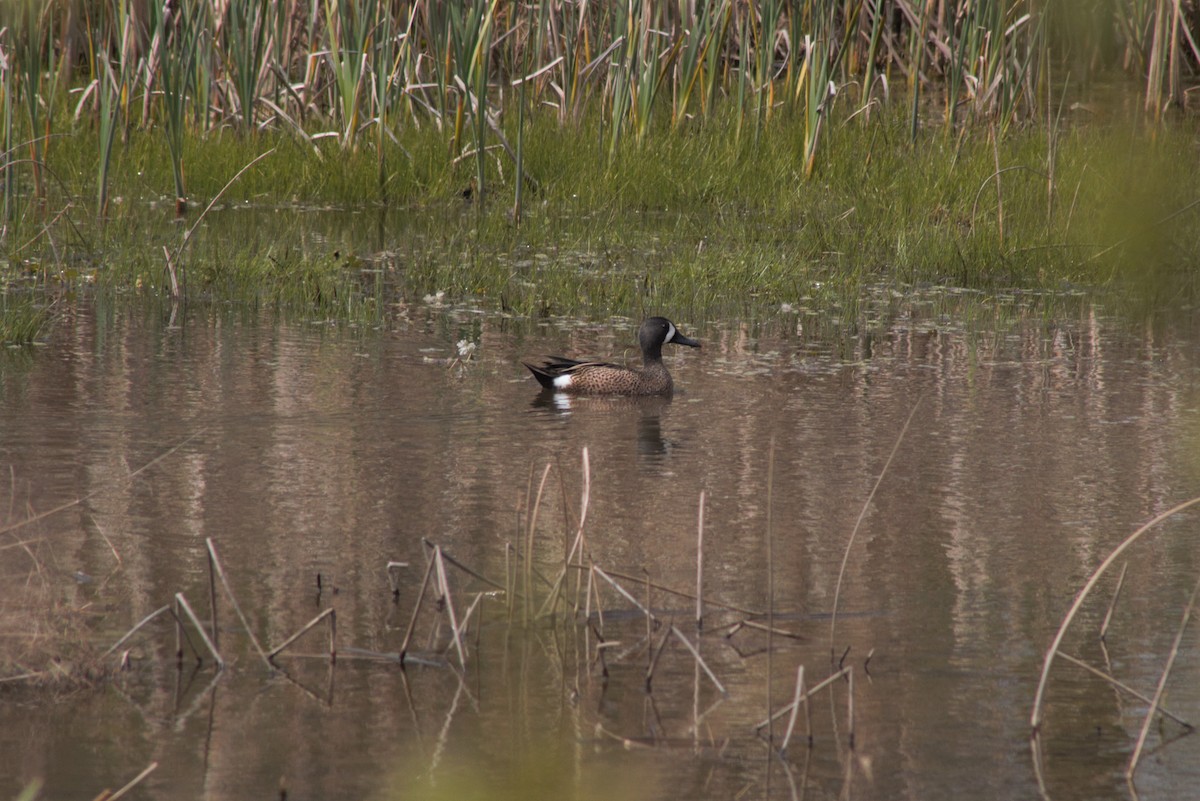 Blue-winged Teal - ML548315871