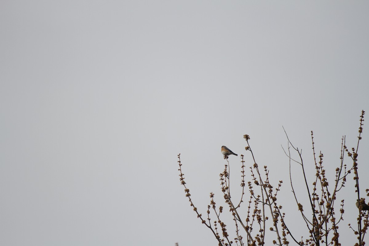 Eastern Bluebird - ML548316361