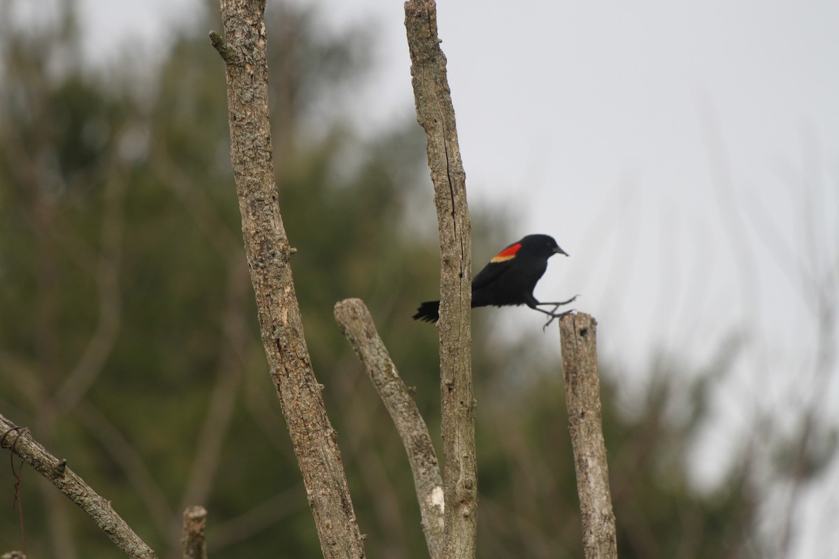 Red-winged Blackbird - Christian Scheibe