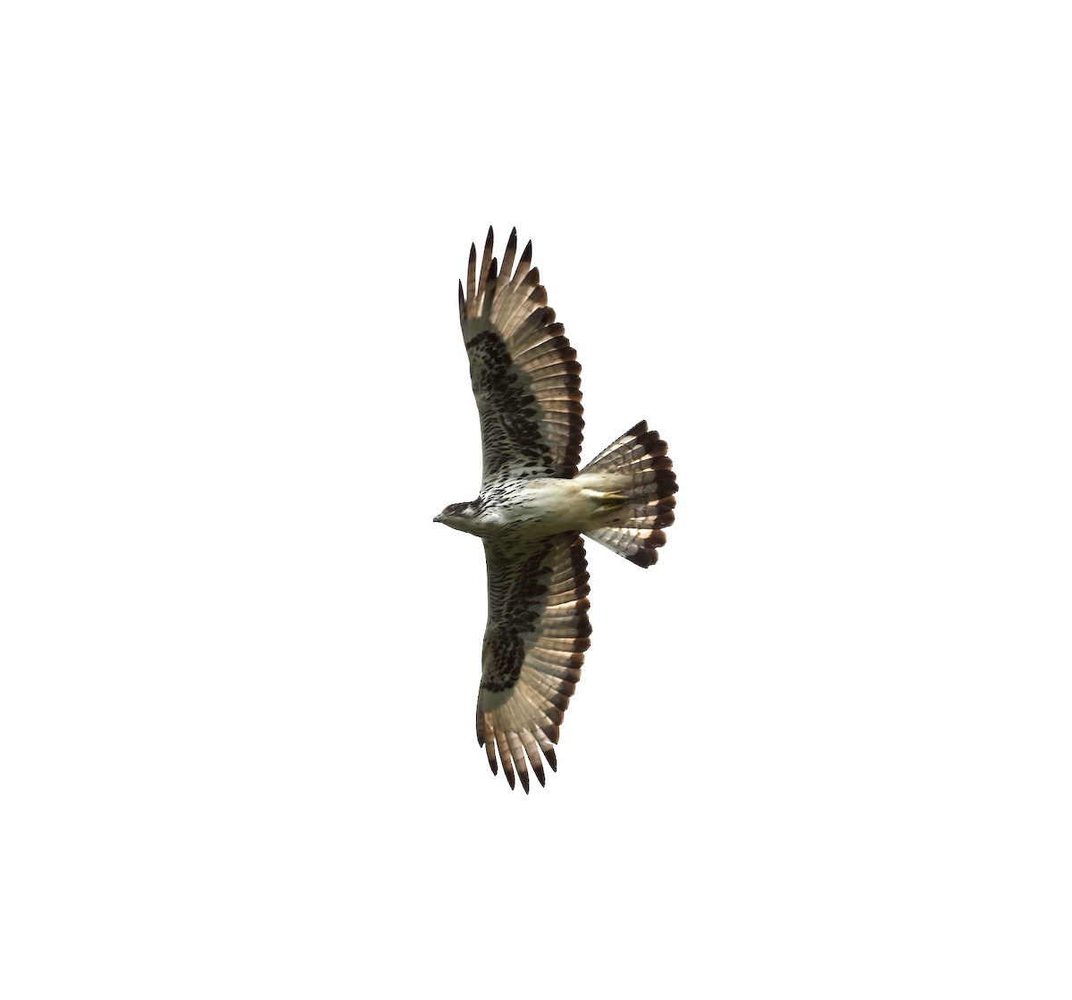 African Hawk-Eagle - ML548317481