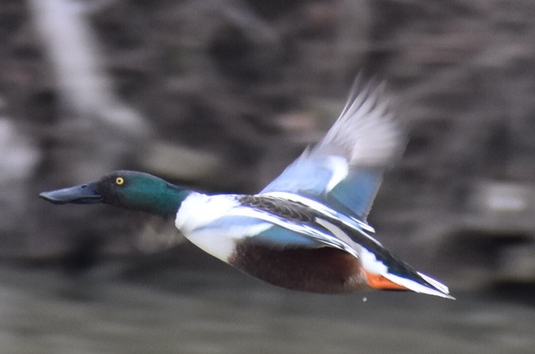 Northern Shoveler - ML548317571