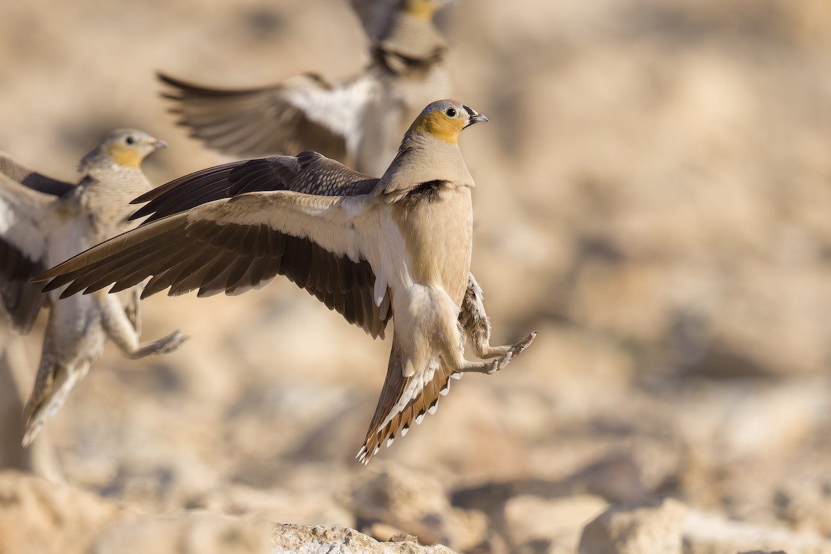 Crowned Sandgrouse - Wojciech Janecki
