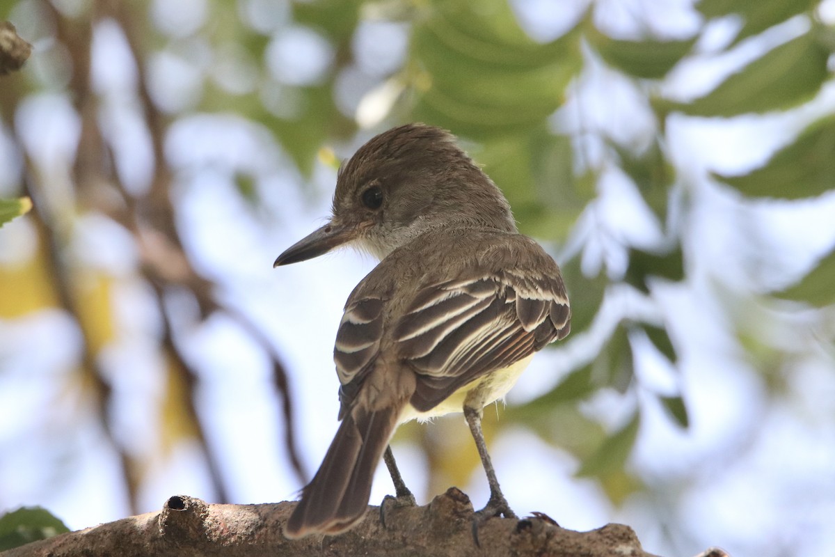 Grenada Flycatcher - ML548320011