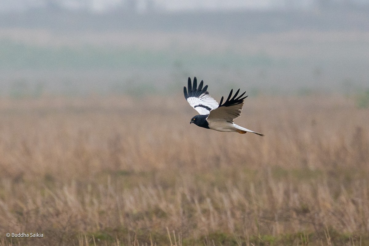 Pied Harrier - ML548320391