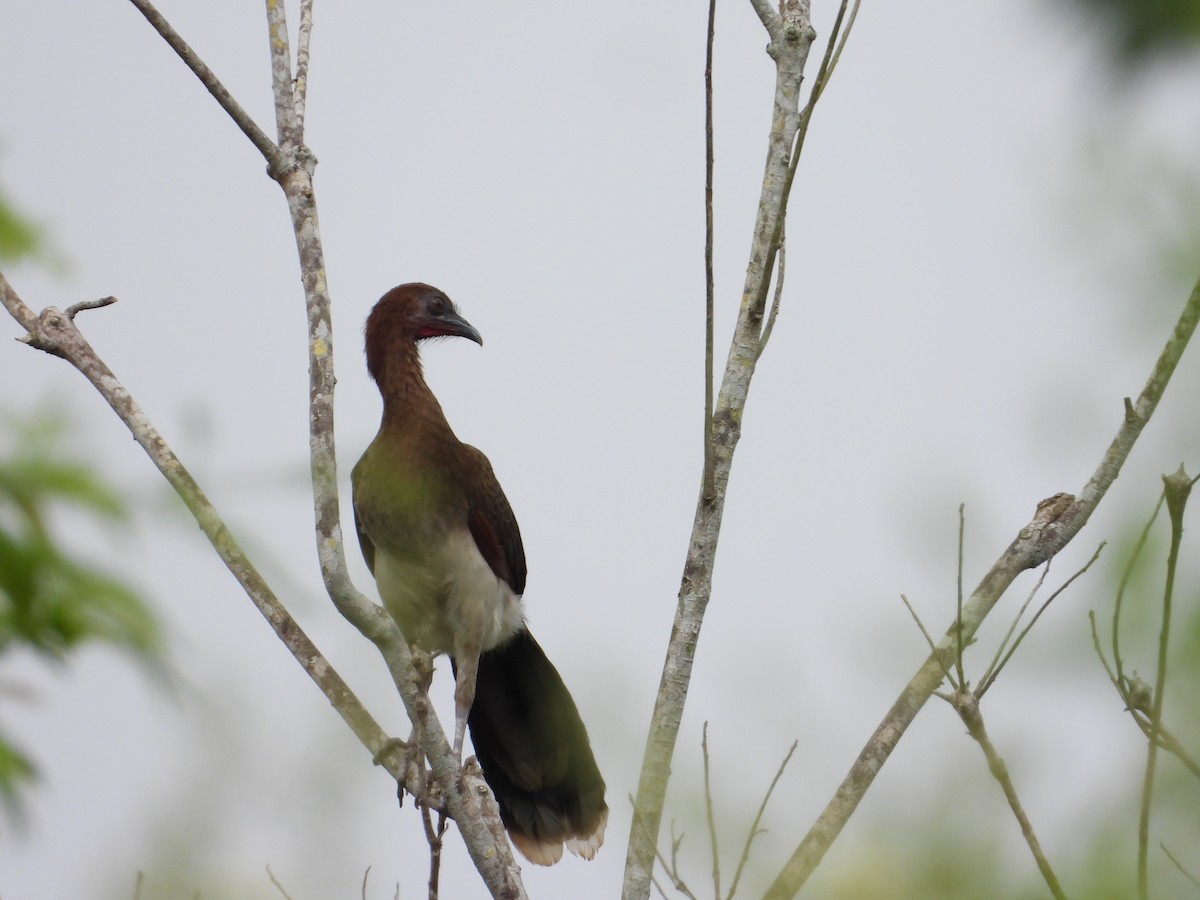 Chachalaca Alirroja - ML548321191