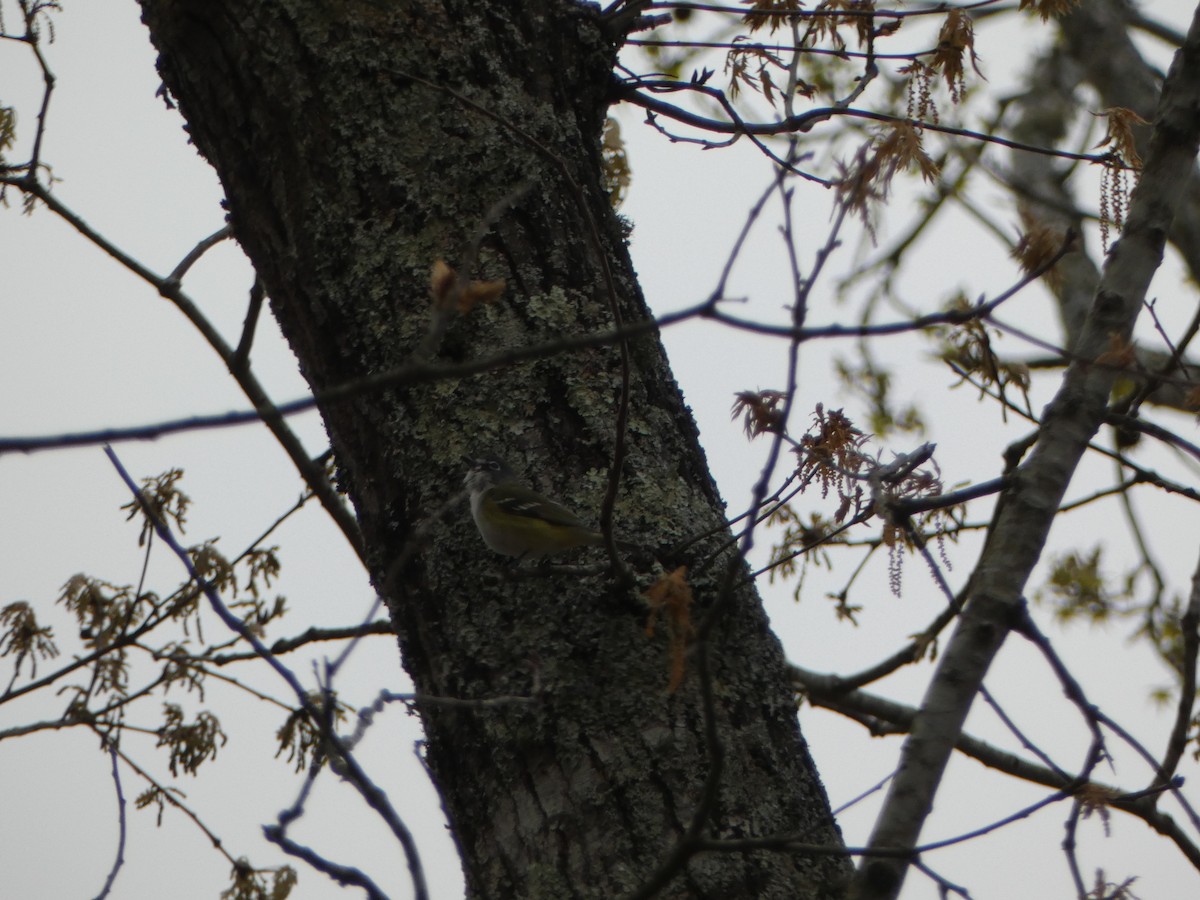 Vireo Solitario - ML548322221