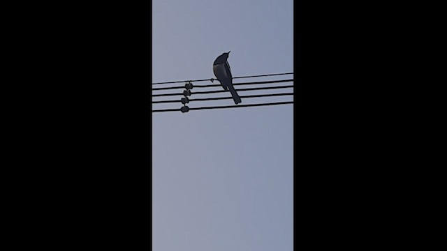 鵲鴝 - ML548324691