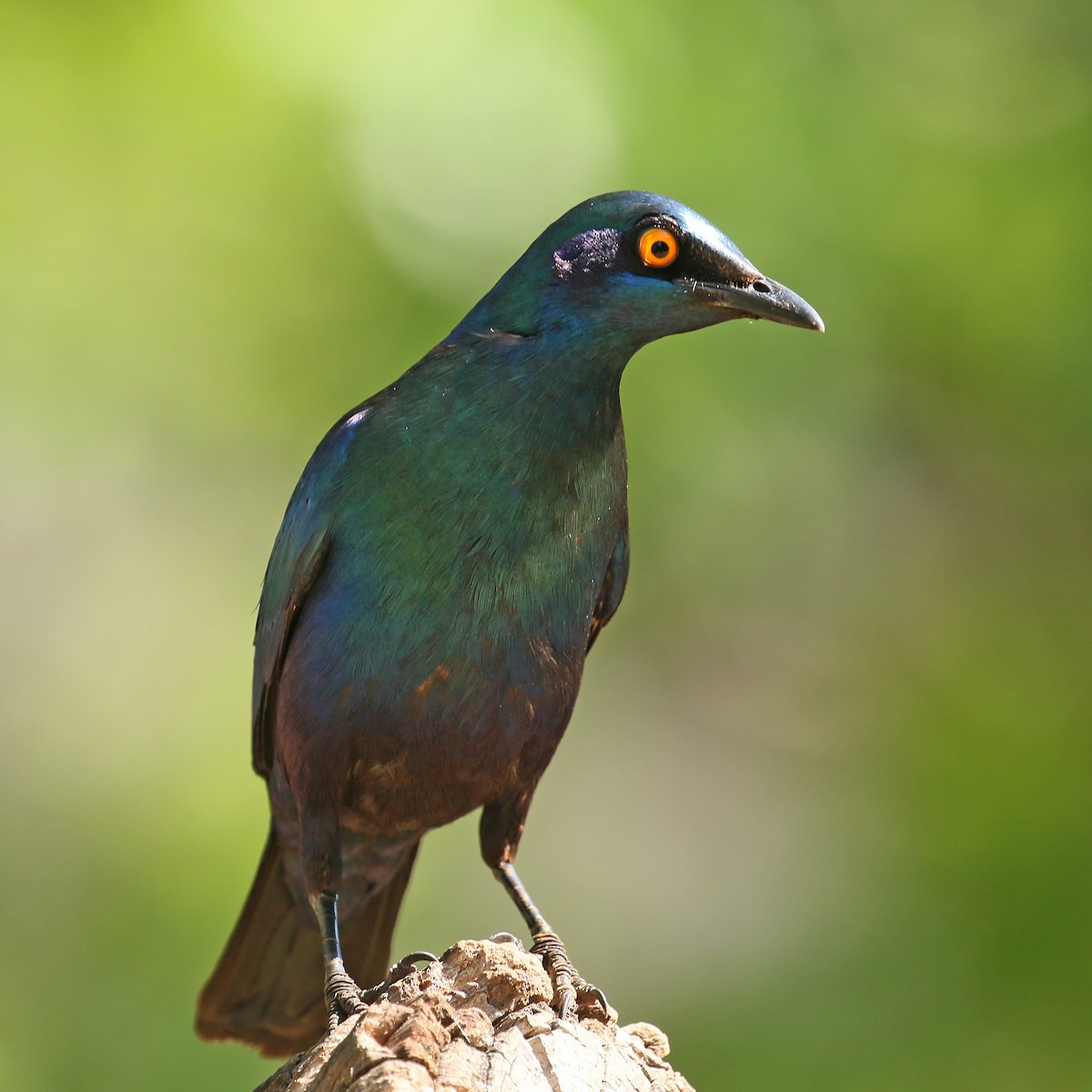 Greater Blue-eared Starling - ML548324901