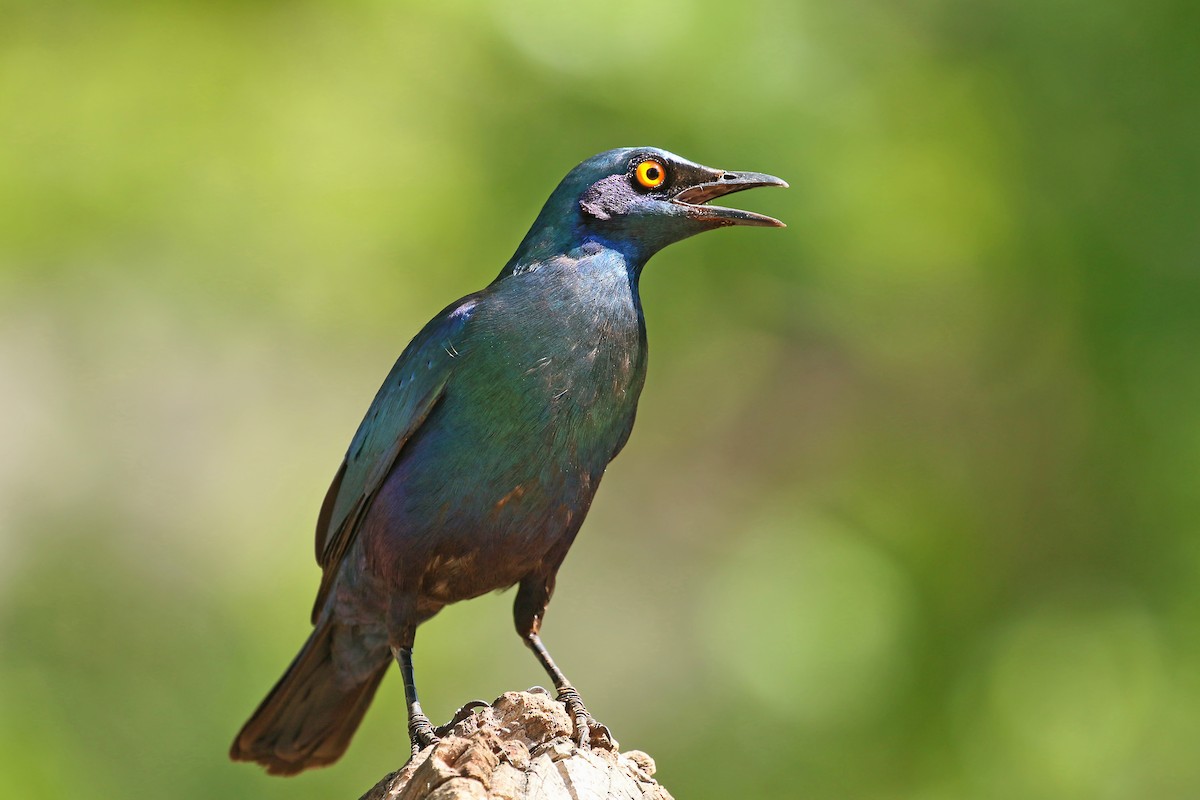 Greater Blue-eared Starling - ML548324911