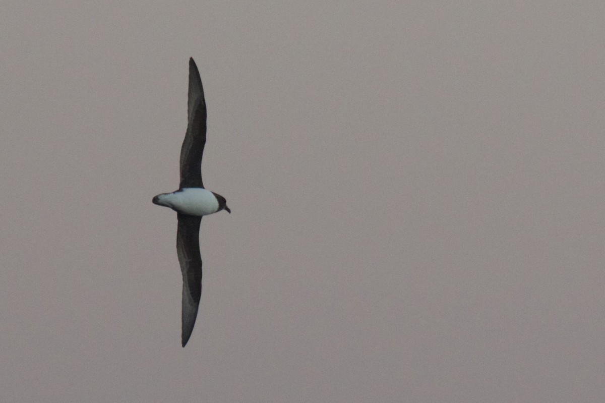 Magenta Petrel - ML548324951