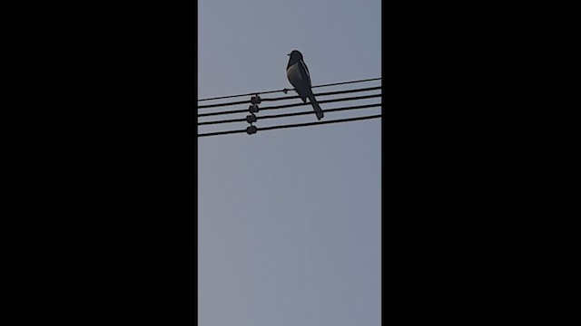 鵲鴝 - ML548324961