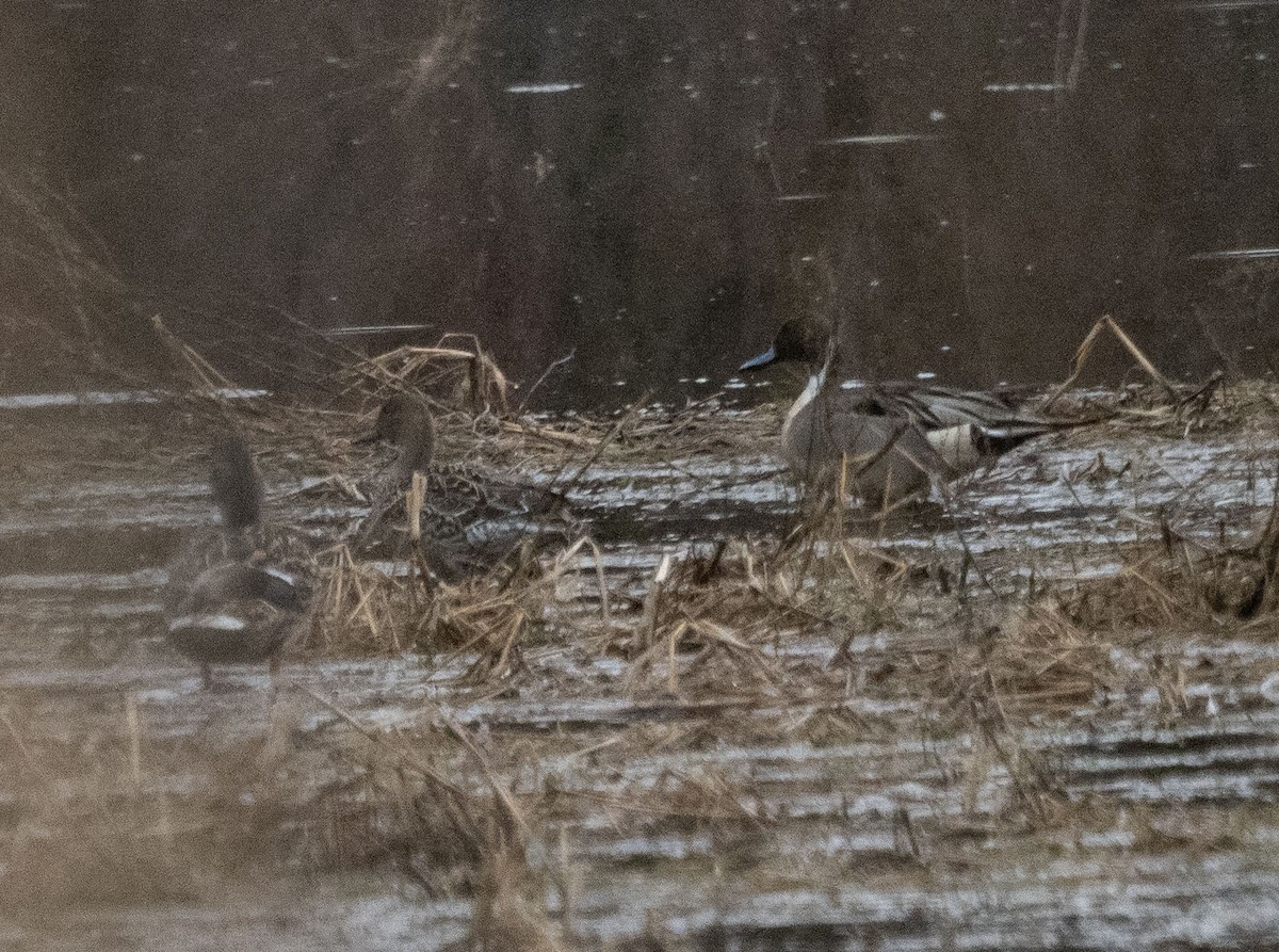 Northern Pintail - ML548325001