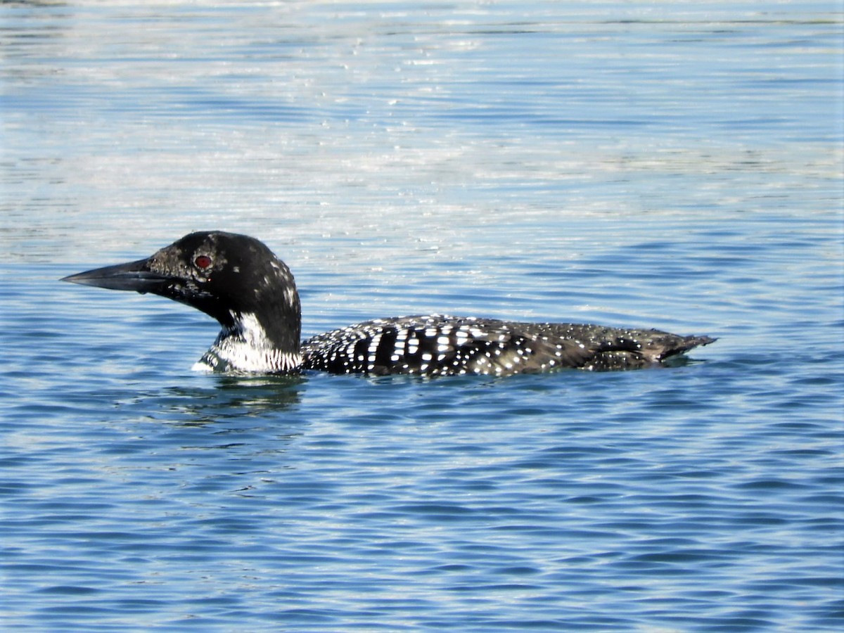 Common Loon - ML548325011