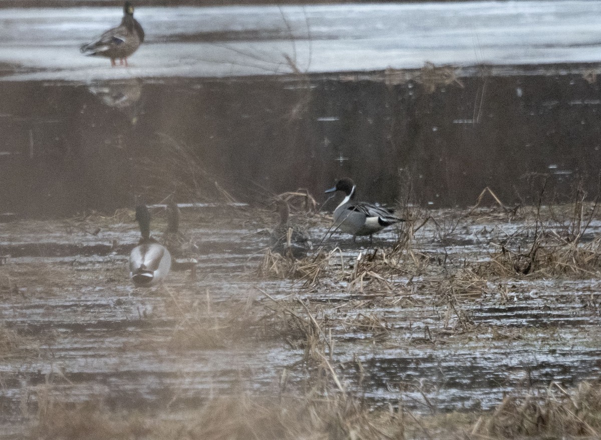 Northern Pintail - Phil McNeil