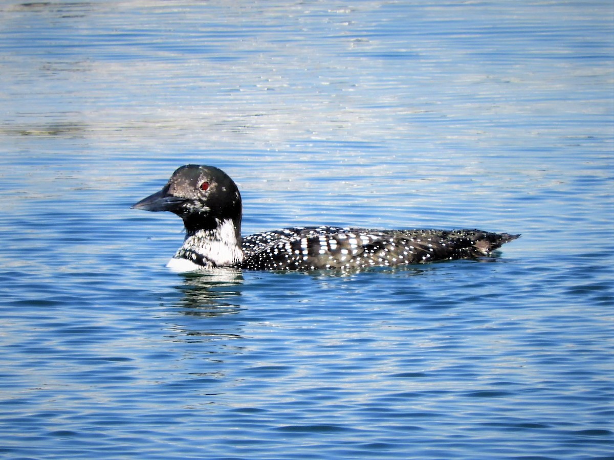 Common Loon - ML548325121