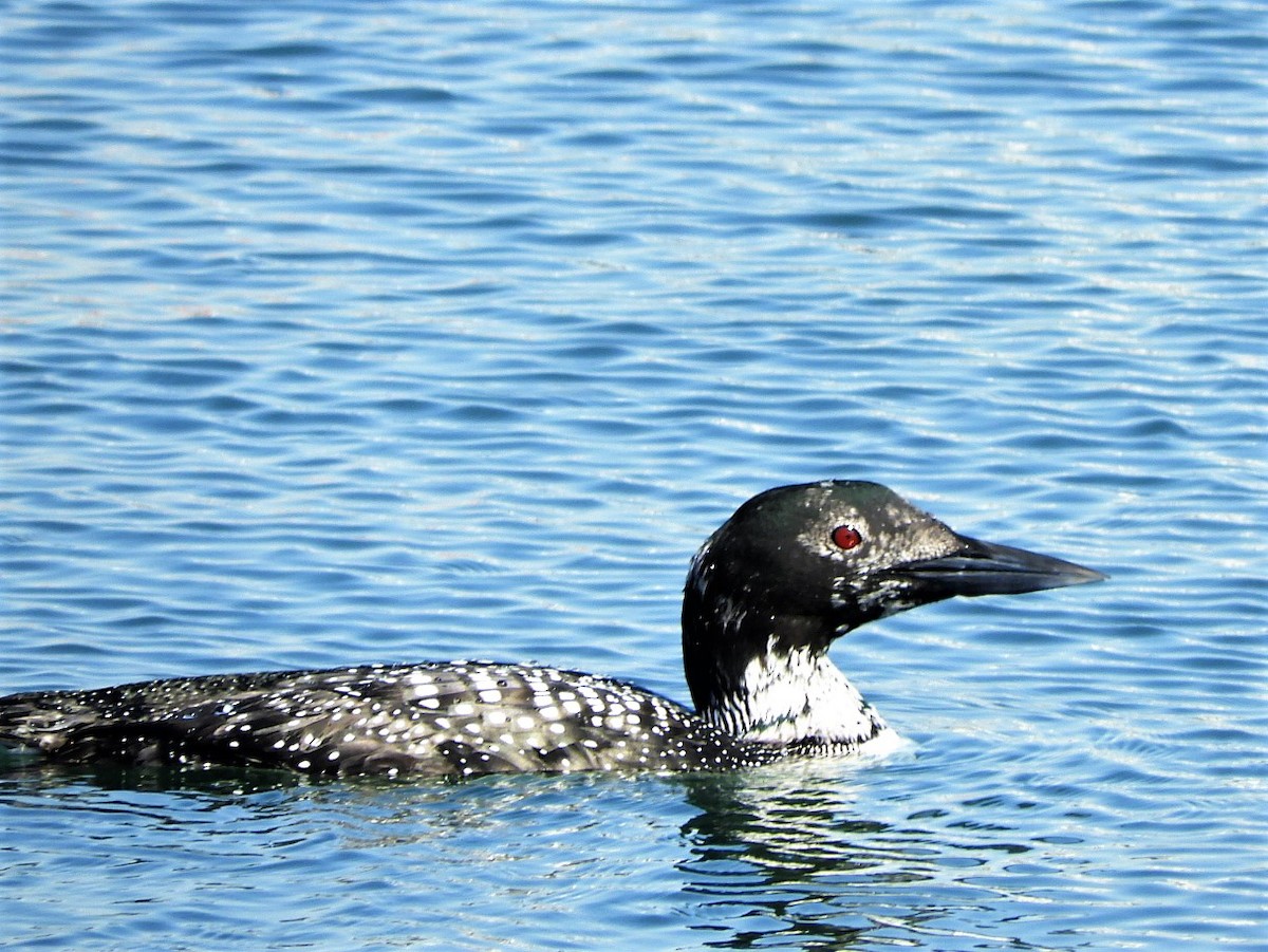 Common Loon - ML548325141