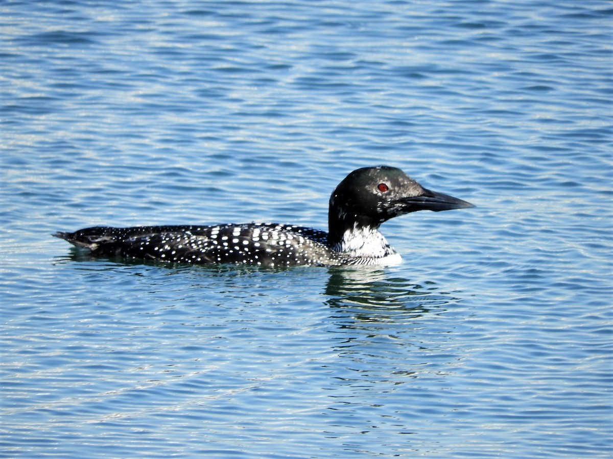 Common Loon - ML548325271