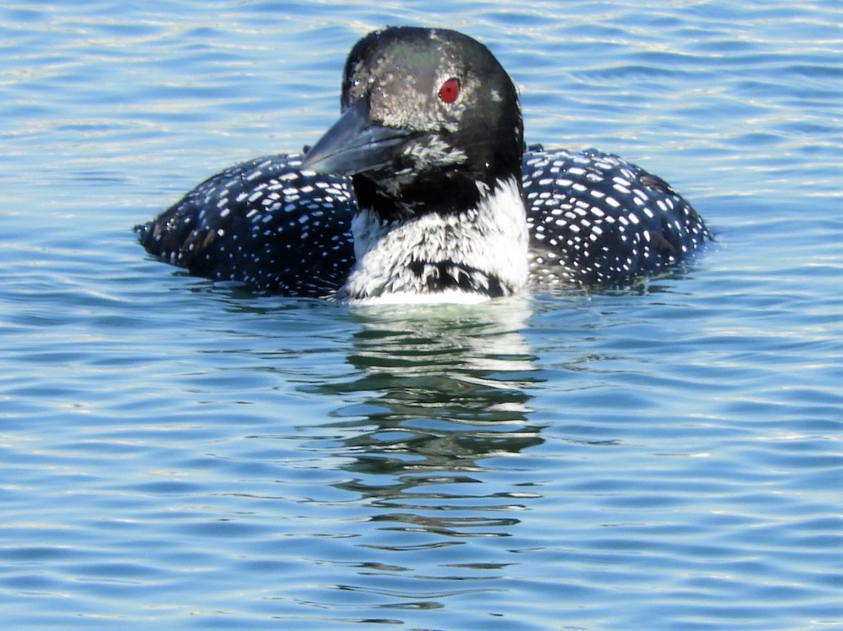 Common Loon - ML548325281