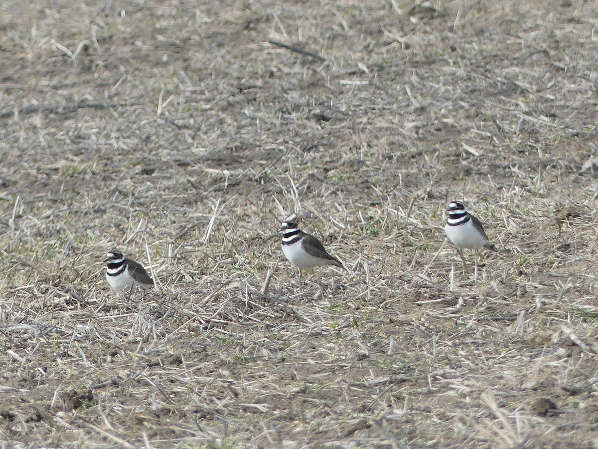 Killdeer - ML548326091