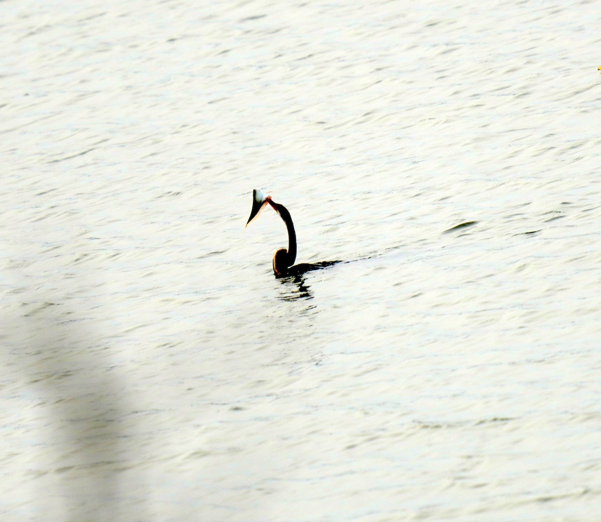 Oriental Darter - ML548326101