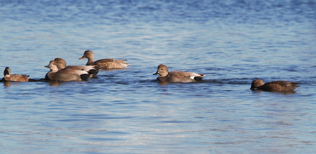 Gadwall - ML548327191