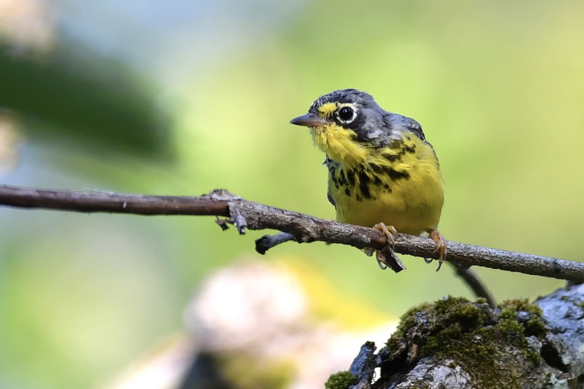 Canada Warbler - Alejandra MacNeil