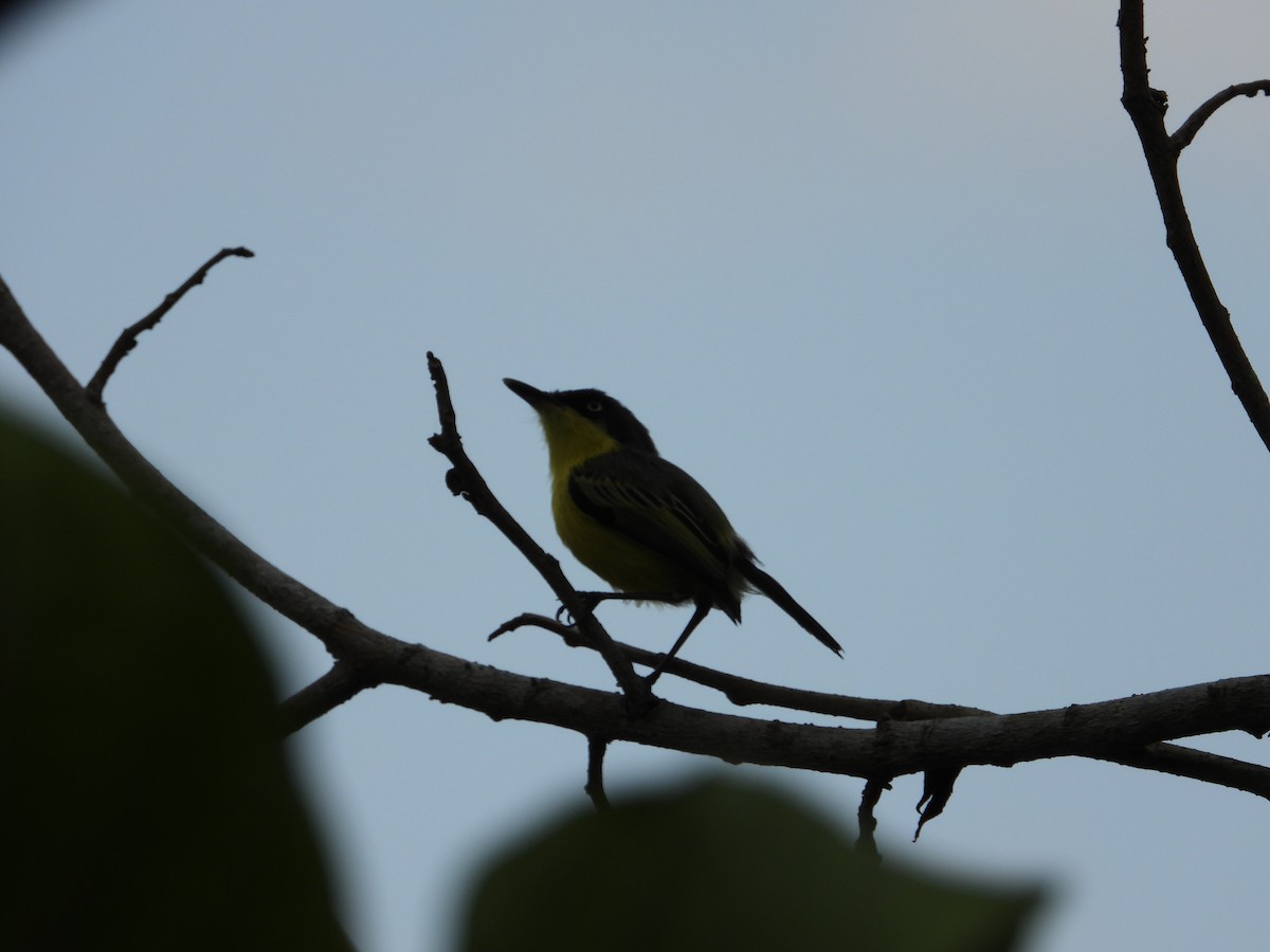 Common Tody-Flycatcher - Freddy Jaraba Aldana