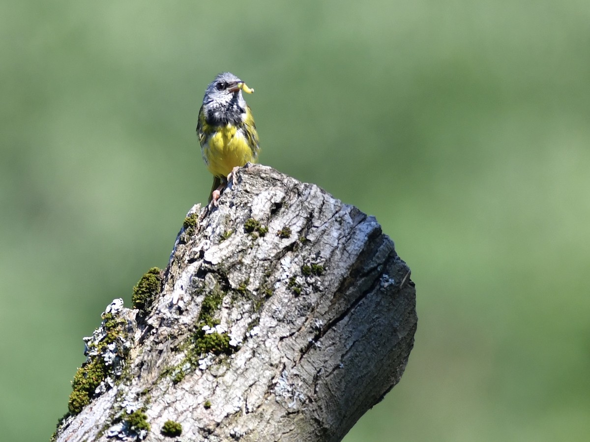Mourning Warbler - Alejandra MacNeil