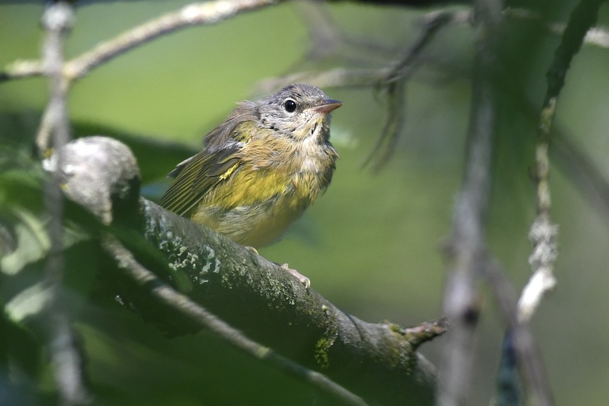 Mourning Warbler - Alejandra MacNeil