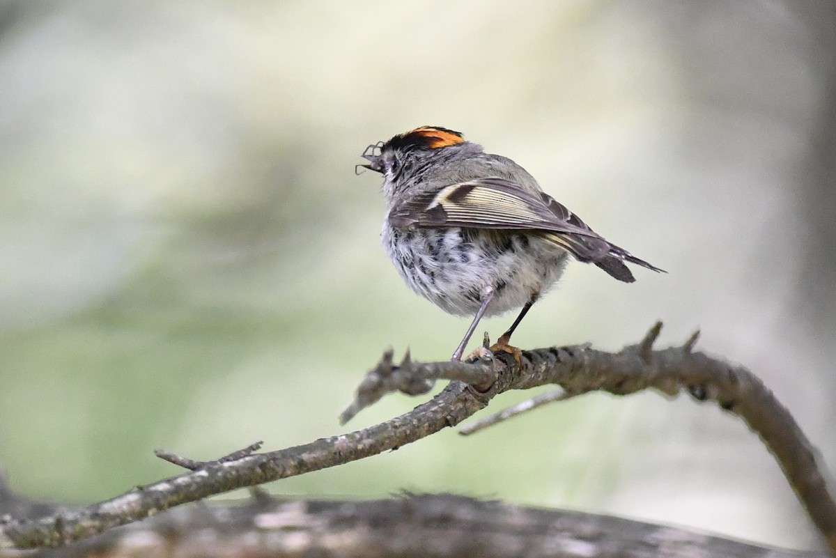 Golden-crowned Kinglet - Alejandra MacNeil