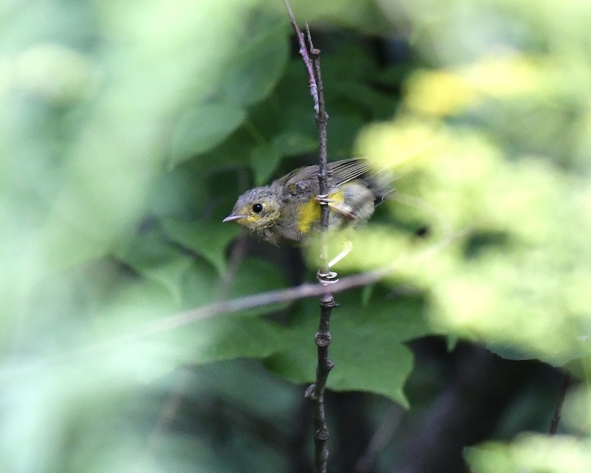 Hooded Warbler - Alejandra MacNeil