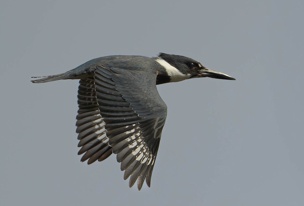 Belted Kingfisher - David Howard