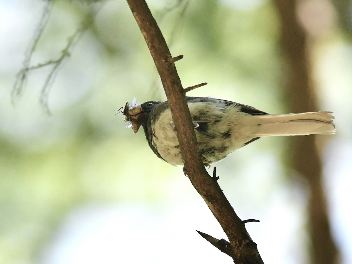Dark-eyed Junco - Alejandra MacNeil