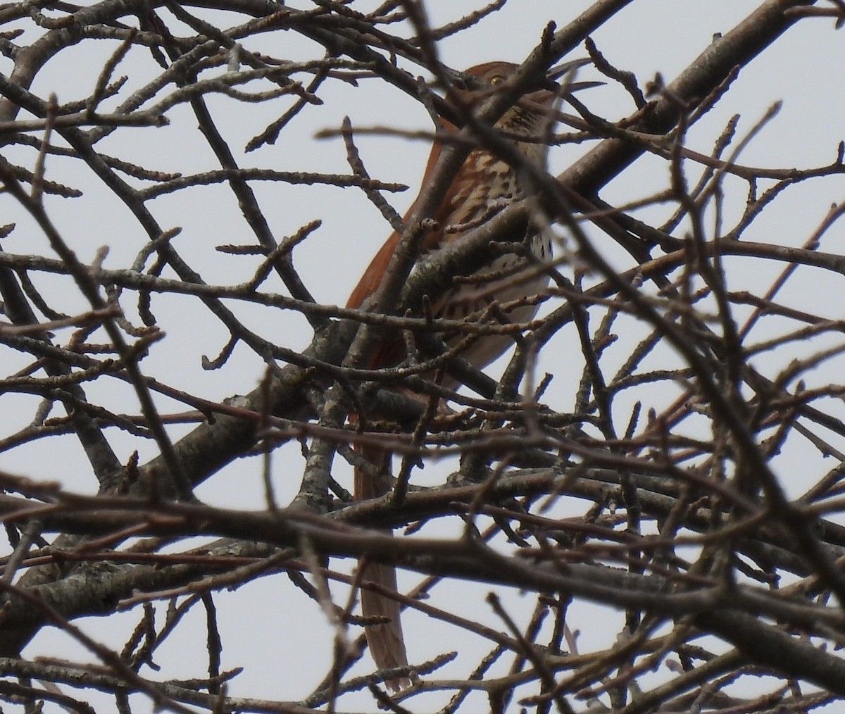 Brown Thrasher - ML548329651